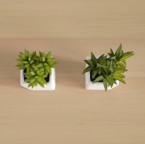 2-Piece Artificial Succulent Plant in Pot Set