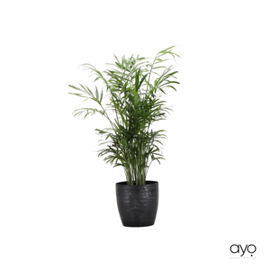 10" Live Neantha Bella Palm Plant in Pot
